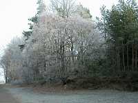 1. Januar 2004, Hamerstorf, Eiskristalle im Wald, Foto: Jost Jahn